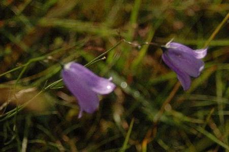 Scottish
Bluebells
