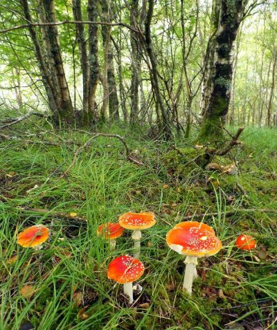 Fly Agaric Autumn