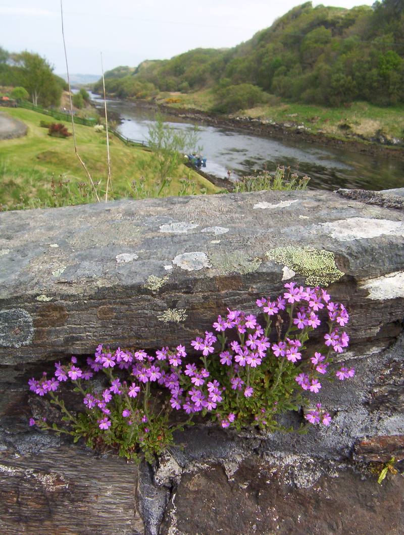 Fairy Foxglove