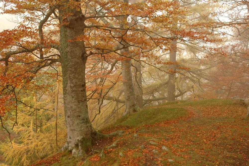 Hermitage Autumn