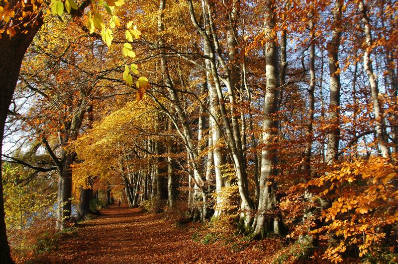 Lady Mary's Walk
