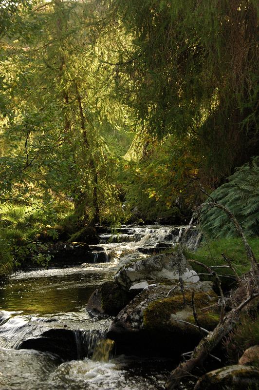 The forests of Perthshire